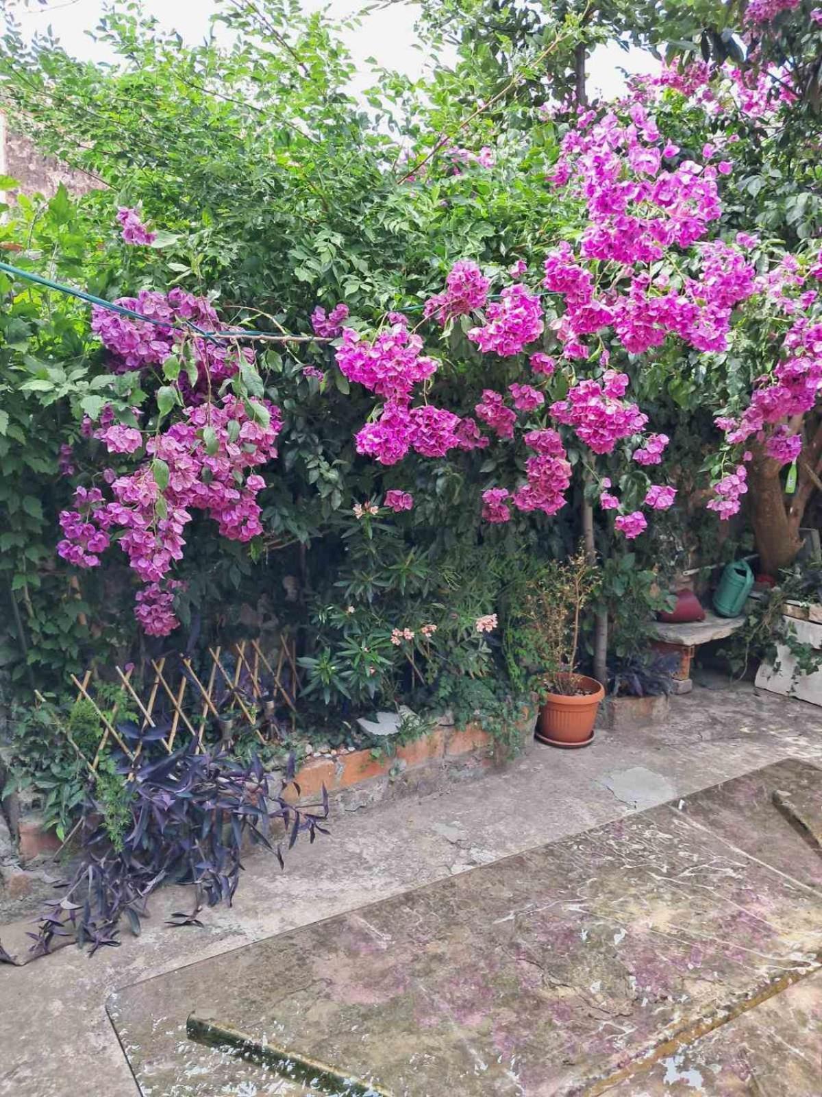 Old Town Green Oasis House Dubrovnik Ngoại thất bức ảnh